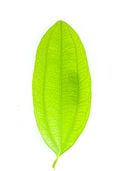 Fototapeta premium Leaf Cinnamon Close up