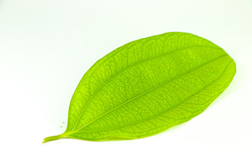 Obraz premium Leaf Cinnamon Close up