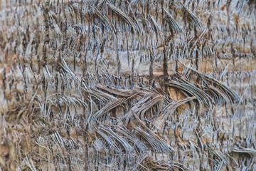 Surface of old trunk palm tree. Texture Background.