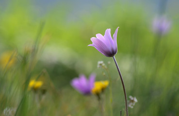 pink anemone wildflower in a grass meadow