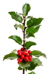 Ilexzweig mit Beeren