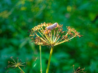 Fototapeta premium panicle with wild grass seeds in the sun