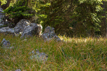soft focus green spring forest nature landscape with stones grass and tree