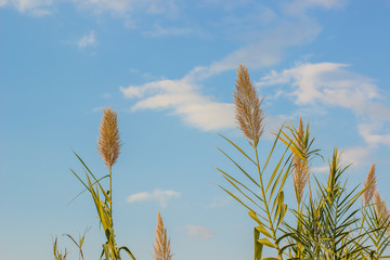 agriculture field concept of wheat cereals on clear blue sky background, wallpaper copy space for text or inscription 