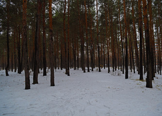 Naklejka premium Beautiful pine winter snowy forest. A lot of trees.