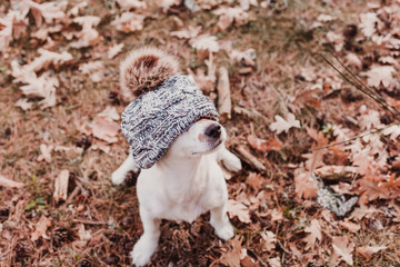 cute small dog portrait. Sitting on brown leaves background and wearing a funny grey hat .Autumn concept. pets Outdoors