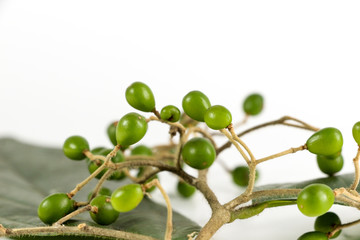 Picrasma javanica Blume for herbal