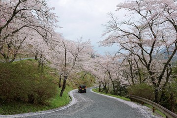 A curvy highway winding up the hill of amazing sakura ( cherry ) blossoms in Miyasumi Park, Okayama, Japan ~ Beautiful spring scenery of sakura namiki (archway of cherry trees) in Japanese countryside