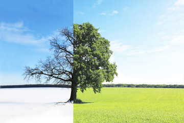 Abstract collage with mixed different sides of tree with changing seasons from summer with green...