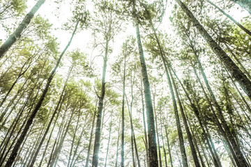 Fototapeta premium Panoramic View Inside Coniferous