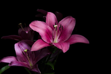 Lily flowers with leaves on a black background. Pink and purple lilies with stamens and pestle in...
