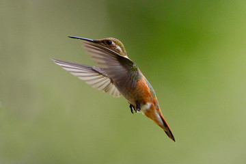 Humming Bird, Gila New Mexico © Paul