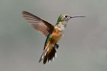 Humming Bird in Gila New Mexico