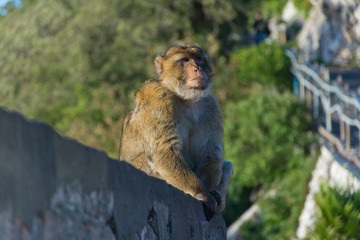 Monkey from Gibraltar