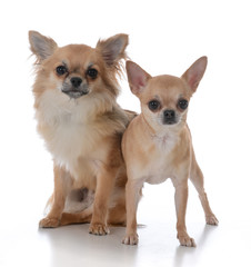 Obraz premium male and female chiuhuahua