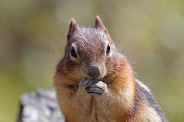 Naklejka premium Squirrel close-up