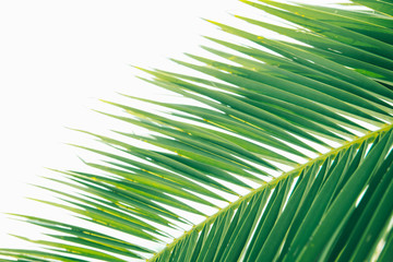 summer time concept. palm leaves close up