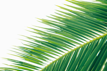 Obraz premium summer time concept. palm leaves close up