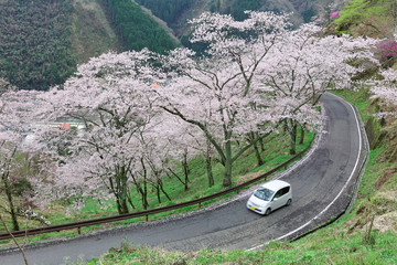 A car driving on a curvy highway winding up the hill with flourishing cherry blossom trees ( sakura...