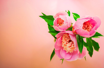 Top view of living coral color bouquet of peonies. Color of the year 2019 concept.