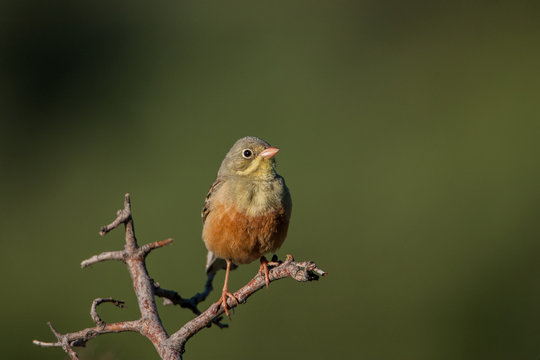 Emberiza hortulana sitting on a branch. Minimalistic photo of a bird on a green background