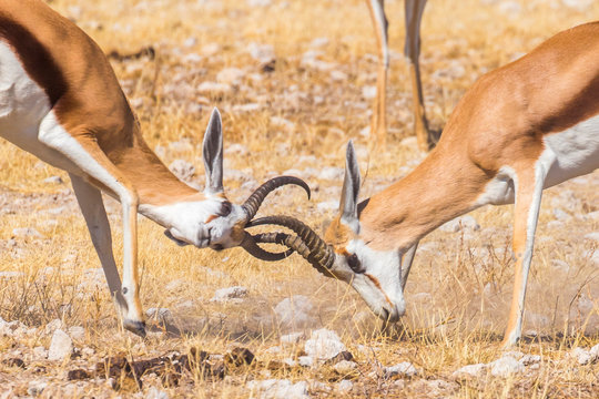 Two male springbok ( Antidorcas Marsupialis) fighting, Etosha National Park, Namibia.