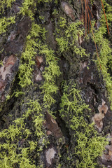 Close up of moss on tree.
