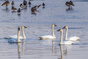 Flock of white tundra swans in water. © Gregory Johnston