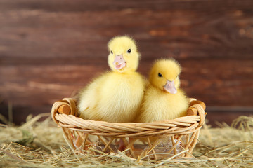 Little yellow ducklings in basket on hay
