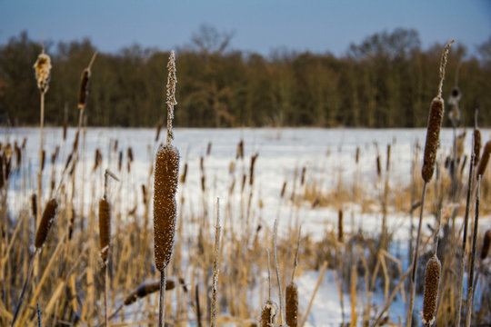 Rohrkolben im Winter