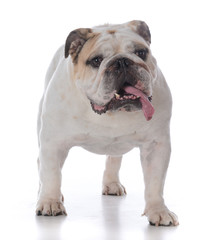 Obraz premium male english bulldog