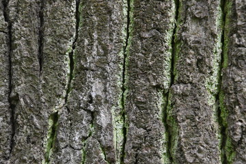 Obraz premium Rough green lichen-covered bark texture of old oak