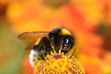 Hardworking bumblebee on a flower of autumn chamomile close up