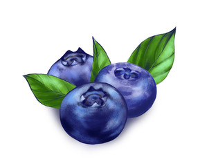 Hand drawn watercolor illustration of the food: ripe tasty blueberry, isolated on the white background