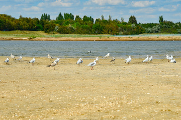 Many seagulls are sitting on the sand, by the sea.