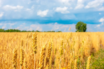 meadow of ripe golden wheat in sunny day