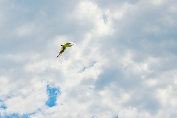 White gull flies high in the sky against the background of clouds.