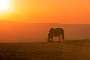 Plakat Wild Horse Silhouetted at Sunset