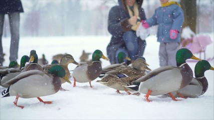 They feed the ducks in the winter in the park.