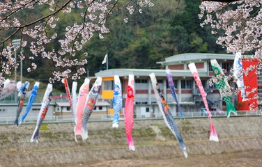 Beautiful Sakura blossoms and colorful Japanese Koinobori flags ( flags of flying carp ) in Miyasumi Park, Okayama, Japan ~ Beautiful spring scenery of Japanese countryside in sakura (cherry) season