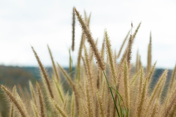 setaceum pennisetum or gramineae grass as blu sky background