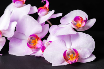 beautiful spa composition of lilac orchid (phalaenopsis) with drops on black background