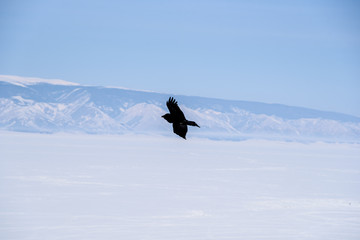 Naklejka na ściany i meble flying raven on a background of blue mountains on a sunny day on the island of Olkhon, Lake Baikal
