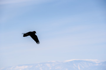 Fototapeta na wymiar flying raven on a background of blue mountains on a sunny day on the island of Olkhon, Lake Baikal