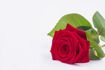 Naklejka premium Red rose isolated on white background. Romantic background with fresh rose flower, copy space. Birthday greeting card.