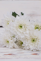 White chrysanthemum flowers background. White autumn flowers close up. Happy Birthday card.