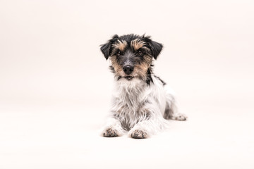 Cute Jack Russell Terrier dog isolated on white. Three years old.