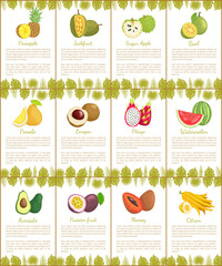 Pomelo and Longan Posters Vector Illustration