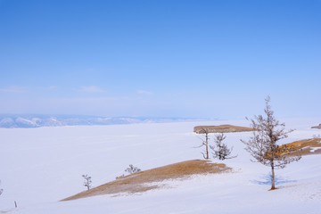 trees on a rock on a sunny day on Olkhon Island, Lake Baikal