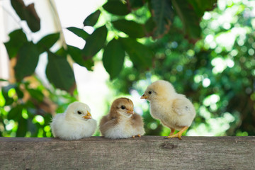 Little chickens brother brown yellow and white color stay on the wood in a farm and blur green nature background, Close up chicks or newborn of chickens but one of three have mouth disease.